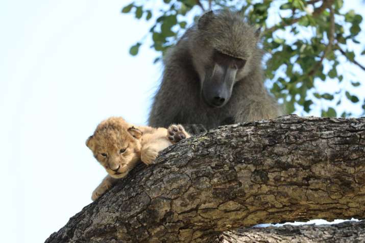 India Tv - baboon grooms lion cub, lion cub and baboon, baboon and lion cub, rare pictures, unusual sight, rare
