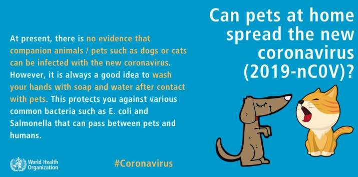 India Tv - Can pets at home spread the new coronavirus? who