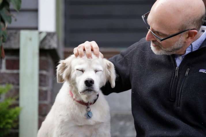 Can pets at home spread the new coronavirus? WHO answers ...