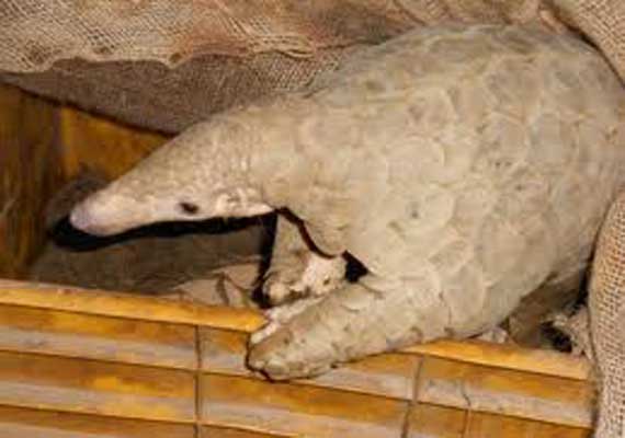 After snakes and bats, Chinese scientists now suspect pangolins may be an intermediate host of the n