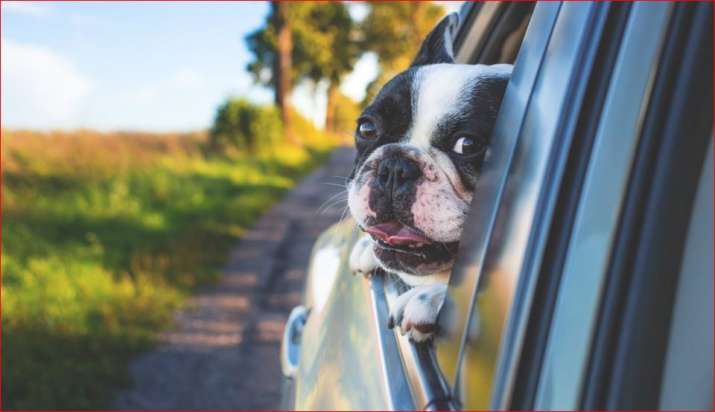 Varanasi municipal corporation issues unique ID tags for pet dogs to identify owners