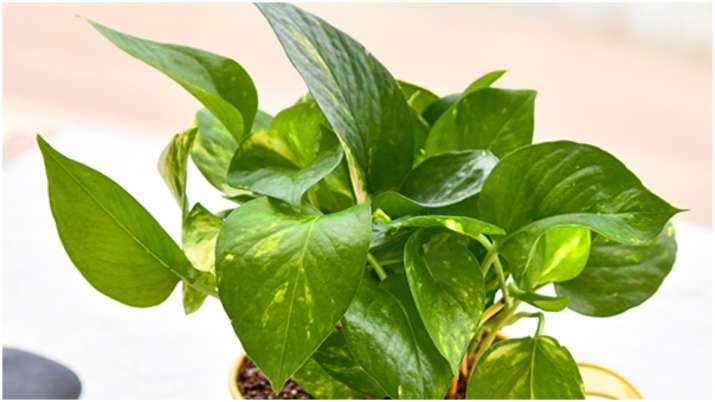Vastu Tips: Keeping money plant at home brings good luck and positive  energy | Astroeshop