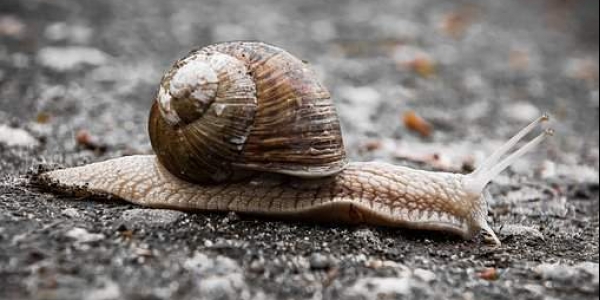 'New snail species discovered, named after Greta Thunberg'