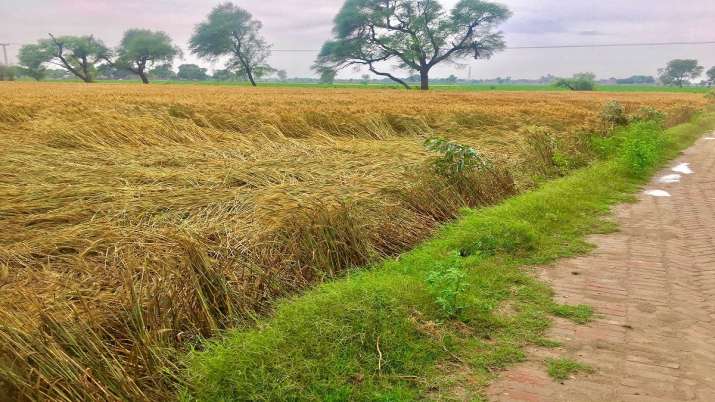 Farmers fear damage to wheat crop as rains continue in Punjab, Haryana