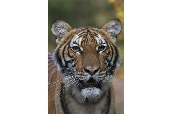 India Tv - This undated photo provided by the Wildlife Conservation Society shows Nadia, a Malayan tiger at the