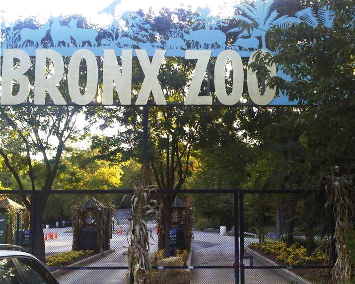 India Tv - FILE - This Sept. 21, 2012, file photo shows an entrance to the Bronx Zoo in New York. A tiger at th