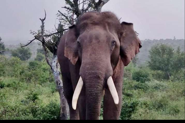 Video: Elephant takes walk on empty Munnar streets amid ...