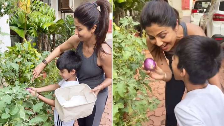 Shilpa Shetty and son Viaan pluck 'home grown' brinjals, chillies