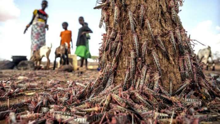 Locust attack alert! MP farmers beat utensils, IFS officer shares 'scary' photos