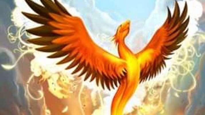 phoenix bird for sale