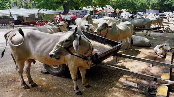 Stringent action for cow slaughter in UP now