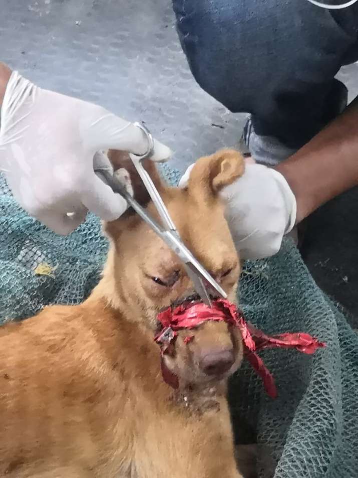 Act of barbarism: Dog chained, mouth sealed with insulation tape, and it's  Kerala again | India News – India TV
