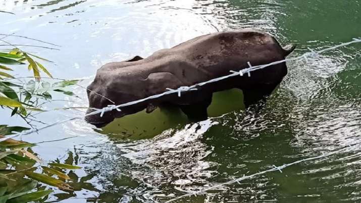 Massive Outrage Pregnant Elephant Death Kerala Malappuram