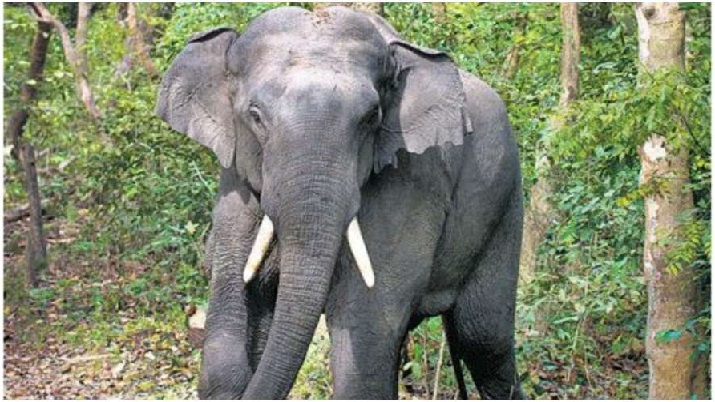 Male elephant dies in Kerala's Malappuram | India News ...