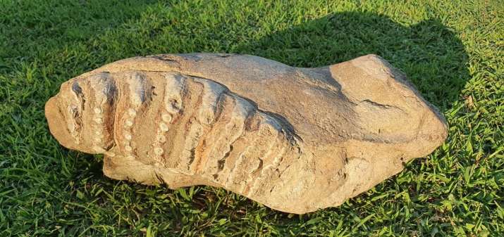 5-8 million years old elephant fossil discovered in UP's Saharanpur