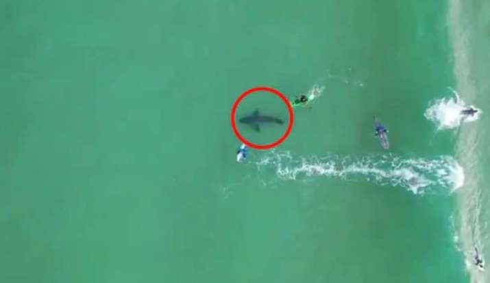 Drone Footage Shows Spine Chilling Great White Shark Beneath Surfers Trending News India Tv