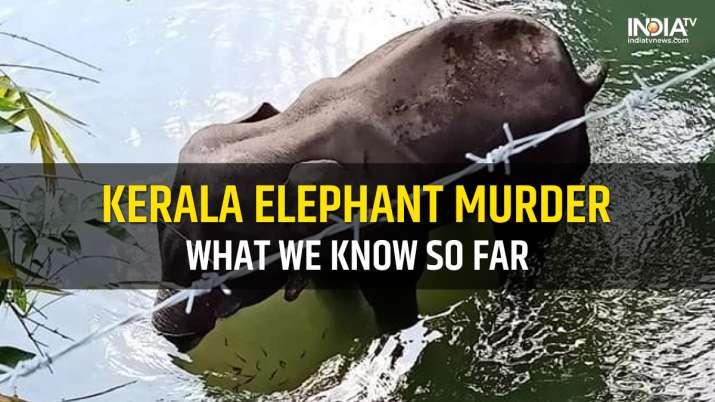 Kerala Pregnant Elephant Murder Massive Outrage Political