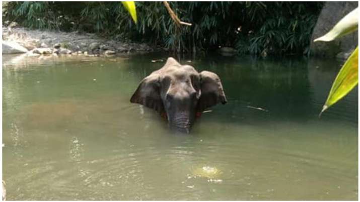 Kerala pregnant elephant may have 'accidentally' consumed cracker ...