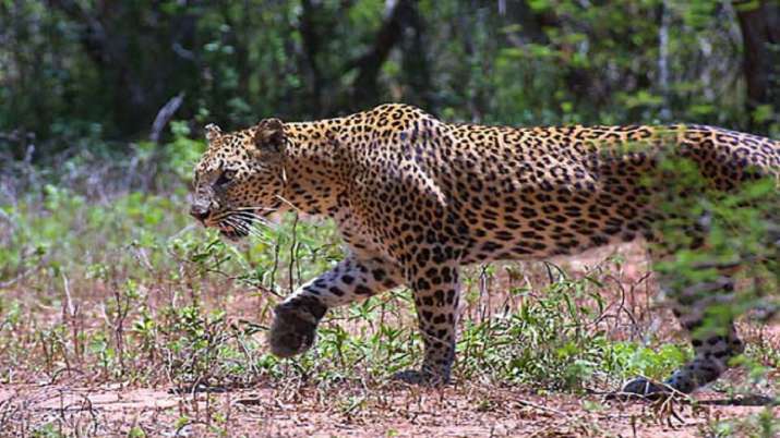 8-year-old girl killed in leopard attack in UP