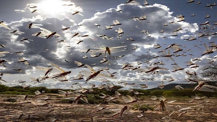Locusts swarms reach Nagpur, drones used to spray pesticides