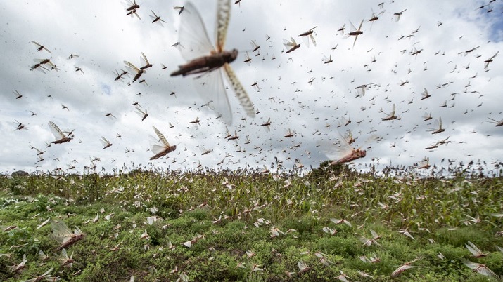 Locust attack: Telangana on high alert as locust swarms near State border, CM KCR forms special team