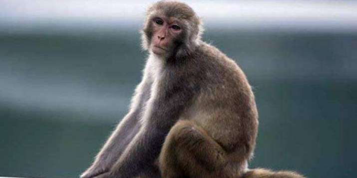 Monkey to serve life term in captivity for bitting people in Mirzapur (Representational image)