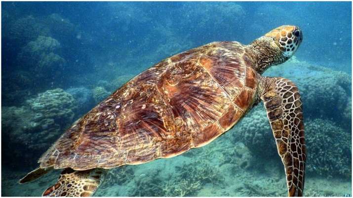 Endangered Green Turtle Colony Found To Be Twice As Big Than Previously Estimated Watch Viral Video Trending News India Tv