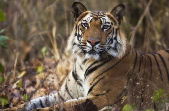 Tiger straying in human habitats quarantined at national park