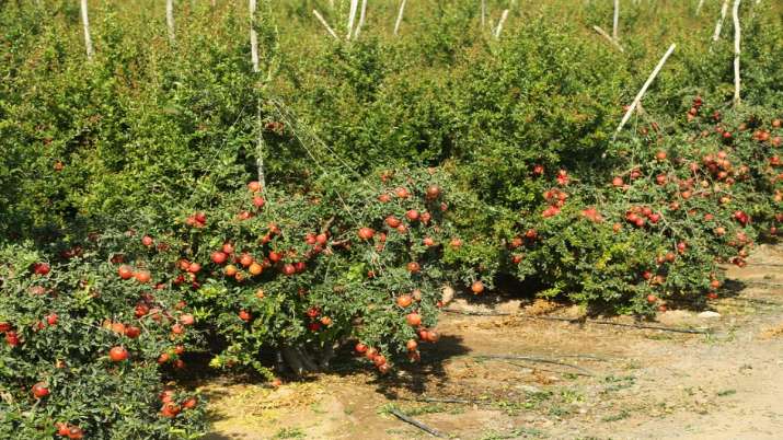 story-of-change-how-farmers-turn-the-tide-to-grow-dragon-fruit-in