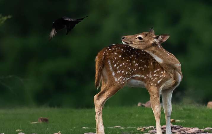 India Tv - wildlife photography