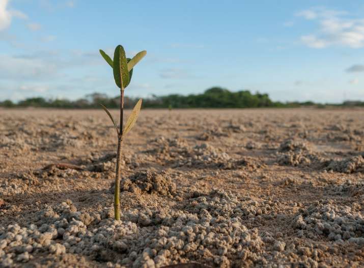 Godrej & Boyce collaborate with WWF India for Magical Mangroves campaign across eight states