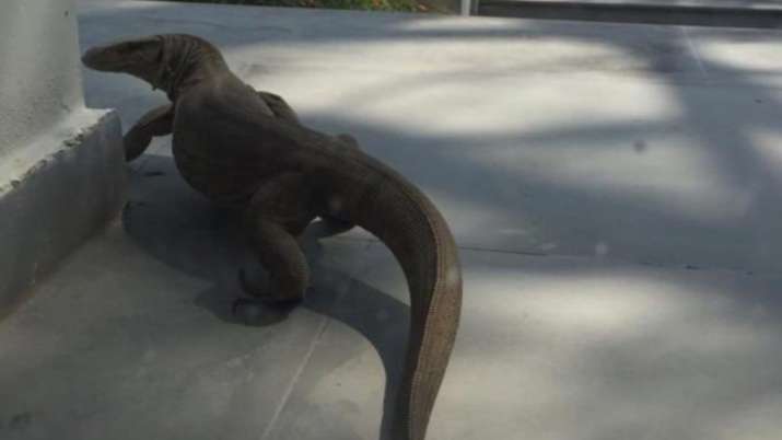 Jurassic Niwas Twitterati Shocked After Monitor Lizard Spotted In Delhi Home Trending News India Tv