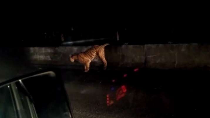 Tiger tries to cross underpass to return to jungle; sits for 2 hours after failed attempts