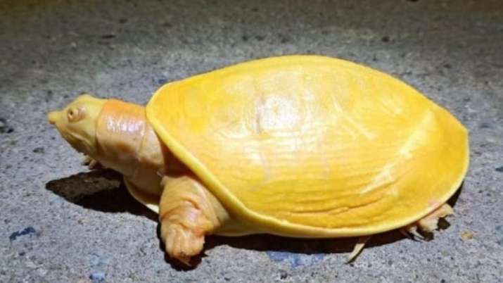Rare yellow turtle rescued in Odisha's Balasore