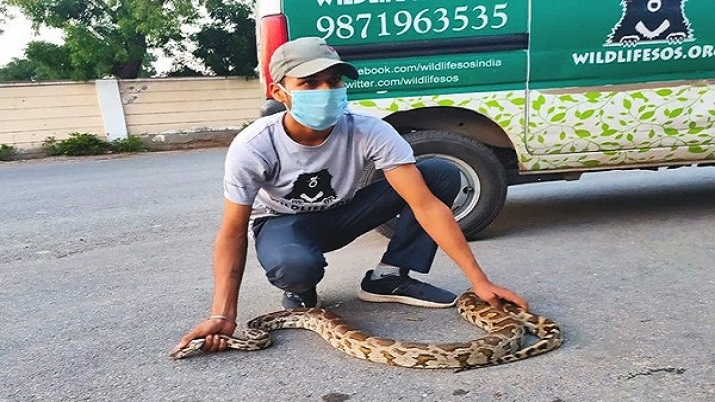 Delhi: 5-foot-long Indian rock python rescued near Saket bus stop