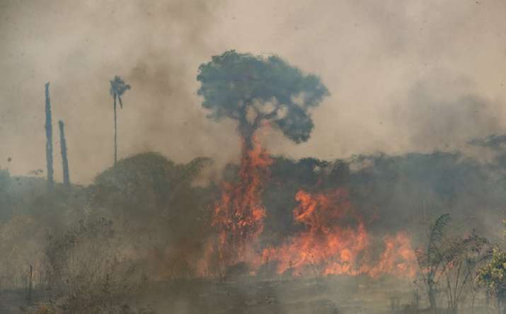 Amazon Forest Fire Brazilian Amazon Dry Season Fire Continues To Burn World News India Tv