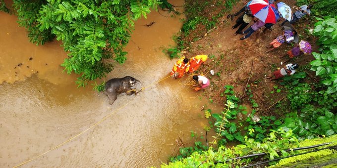 India Tv - A baby elephant found dead under Achankovil bridge near Pandalam in Pathanamthitta district