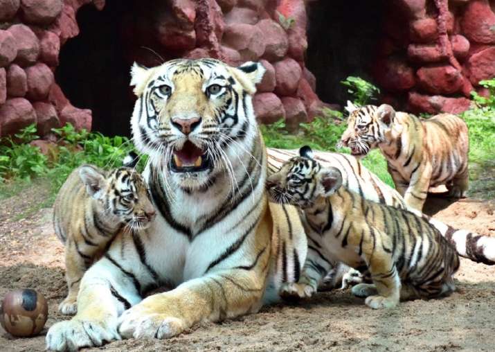 Hyderabad Zoo names tiger cub after Col Santosh Babu