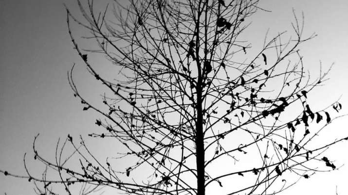 Vastu Tips: Know how to worship a trees before cutting it for auspicious results