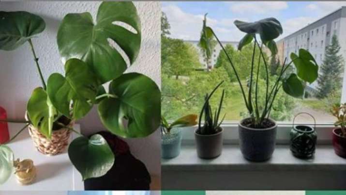 Vastu Tips for home: Placing pots made of clay in the northeast direction is auspicious
