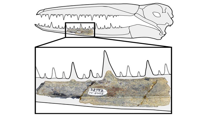 This five-inch segment of fossilized jaw, which was