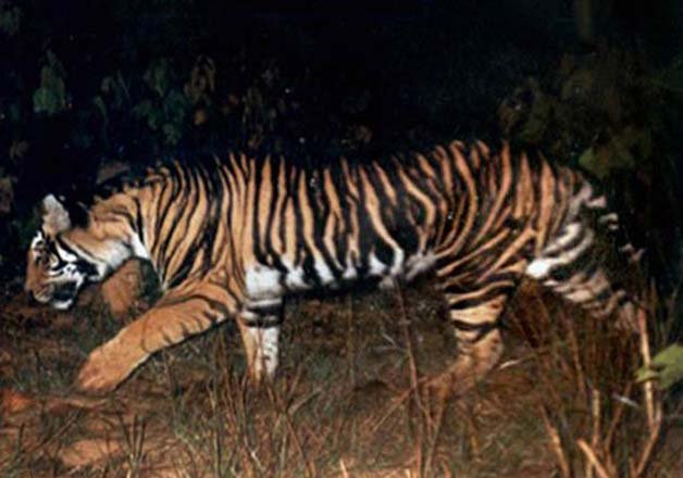 Extremly Rare Black Tiger Spotted In Odisha See Pics Offbeat News India Tv