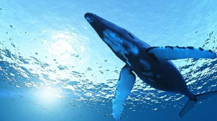 blue whales