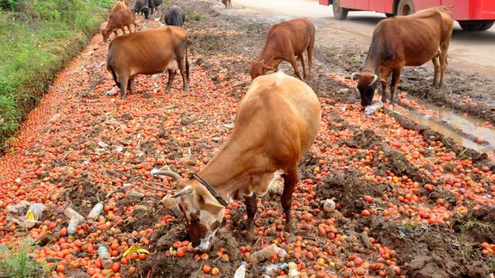 cow slaughter bill