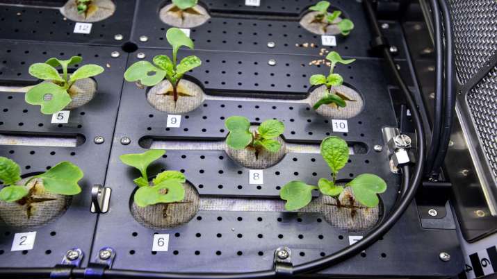 NASA, Radish, International Space Station, ISS