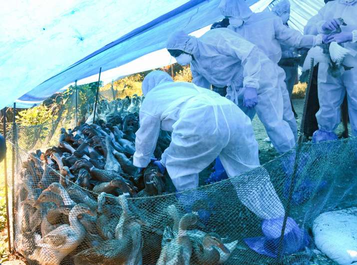 Bird flu, kerala bird flu outbreak, bird flu outbreak in india, bird flu in kerala, 