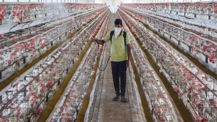 Punjab reports first bird flu case as samples taken from