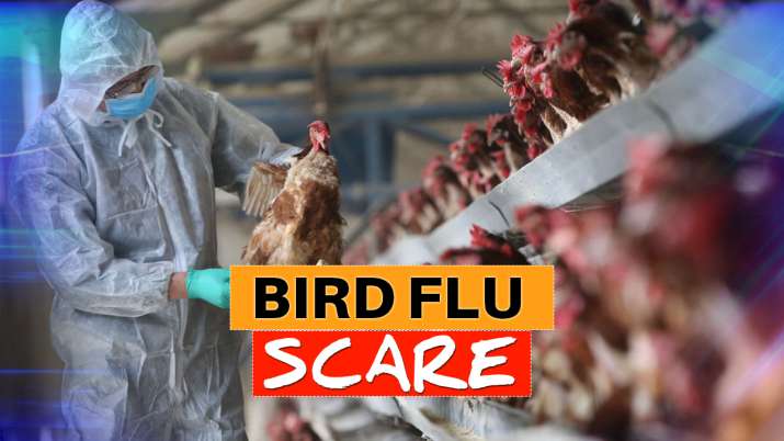 bird flu mandsaur