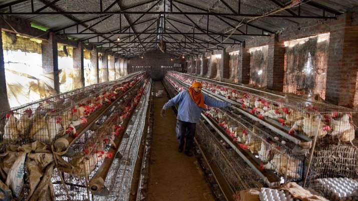 Bird Flu, Chicken, Chicken sale banned, poultry farm