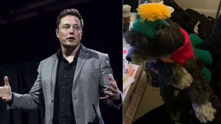 Elon Musk bought gift for his dog &amp; then THIS happened | Offbeat News – India TV